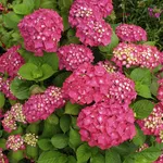 Ortensia Hydrangea macrophylla