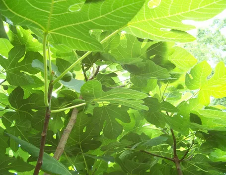 Albero fico
