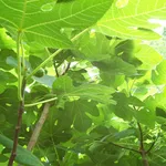 Albero fico