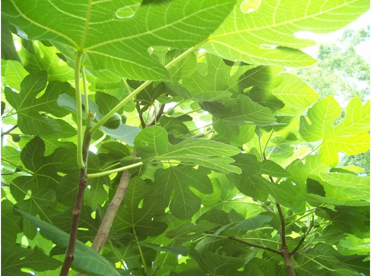 Albero fico