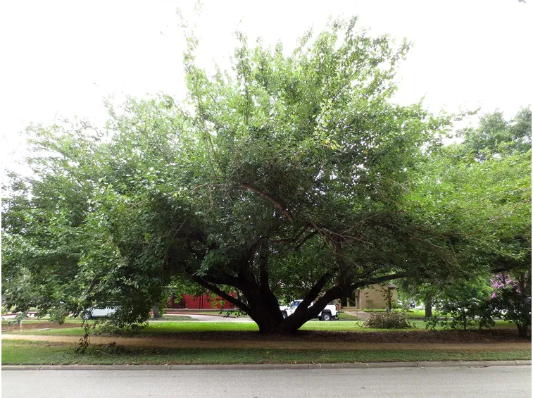 Albero gelso maestoso
