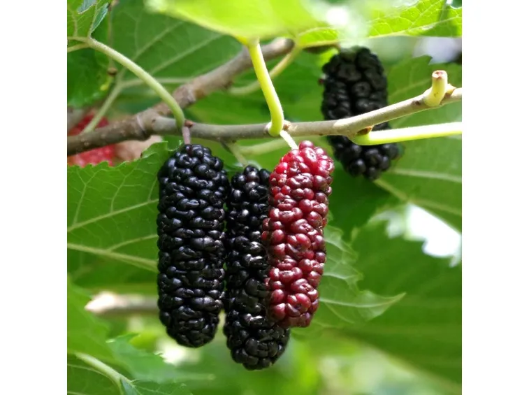 Frutti pianta gelso