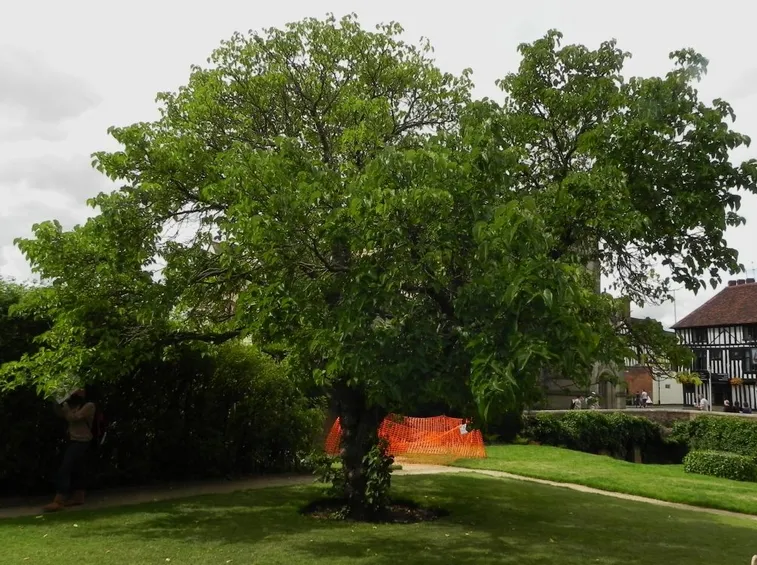 Tipologia albero gelso