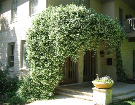 gran gelsomino