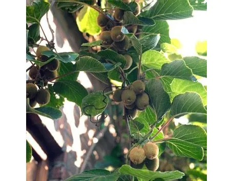 pianta di kiwi