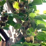 pianta di kiwi