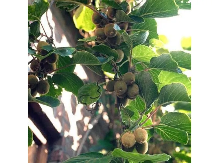 pianta di kiwi