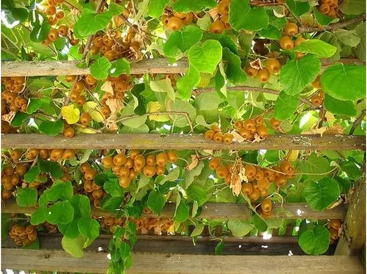 tetto di kiwi