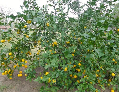 Limone potare