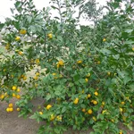 Limone potare