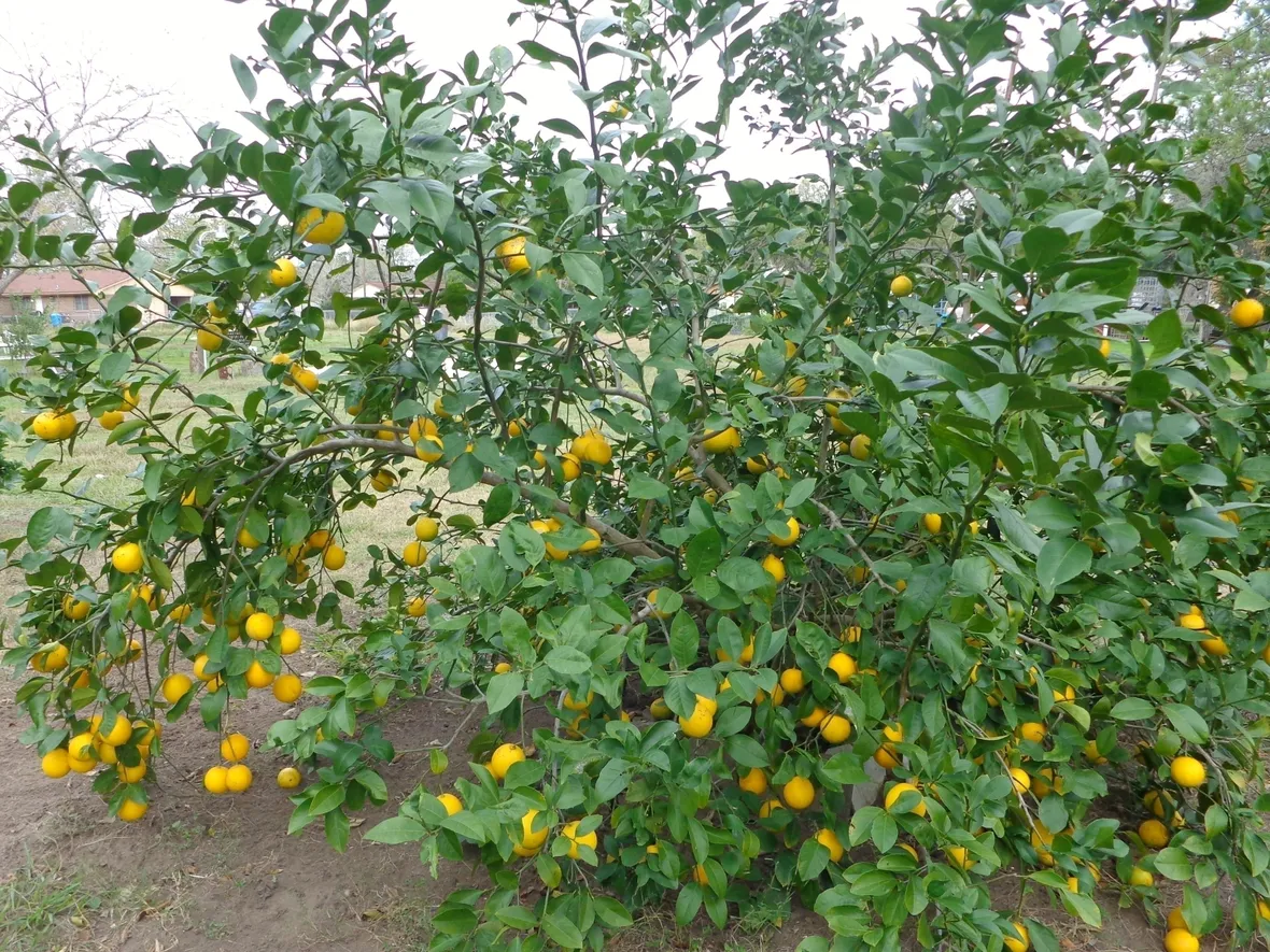 Limone potare
