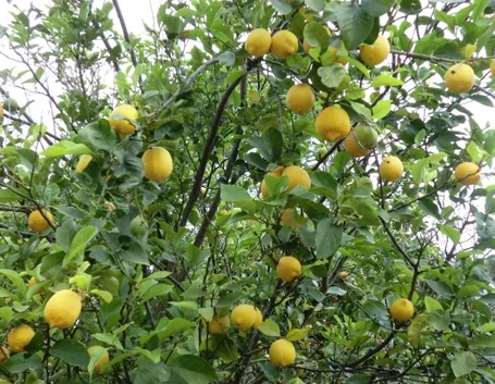 Pianta di limoni
