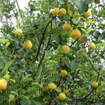 Pianta di limoni