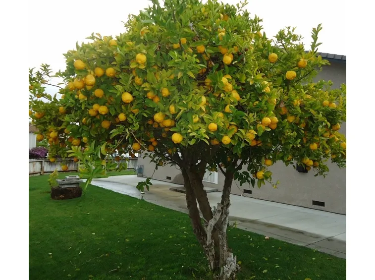 Pianta di limone fruttificata