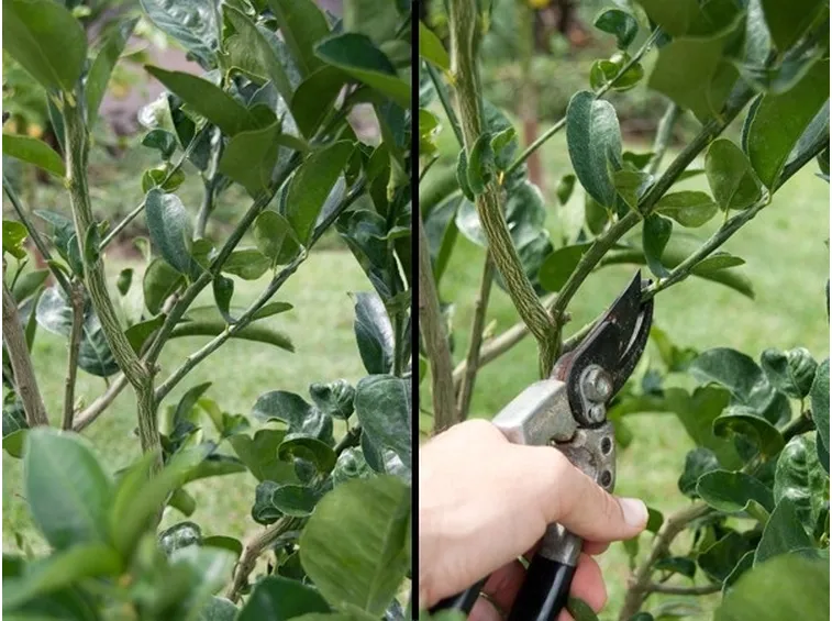 Potatura rami