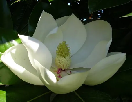 Potatura magnolia