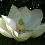 Potatura magnolia