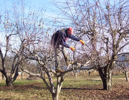 Potatura alberi melo