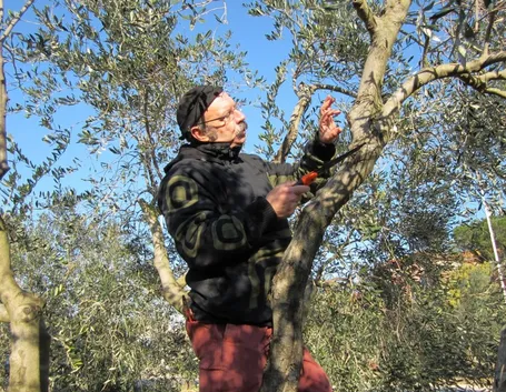 Intervento potatura olivo