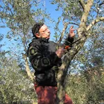 Intervento potatura olivo