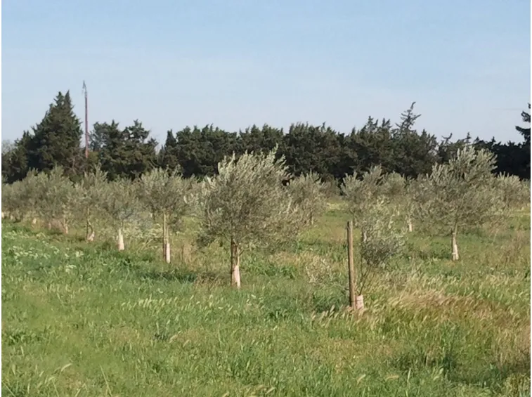 Campo olivi