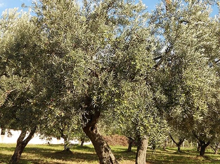 Piante olive