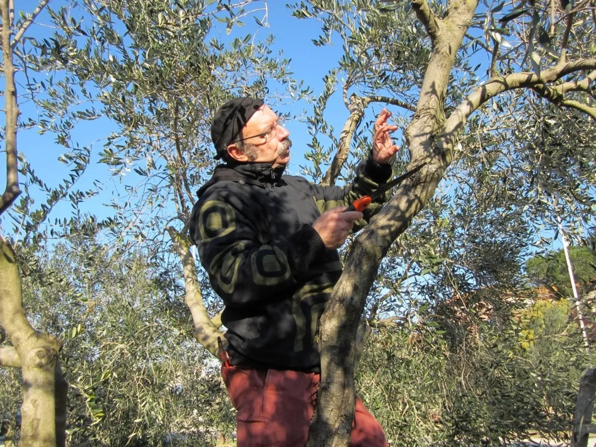Intervento potatura olivo