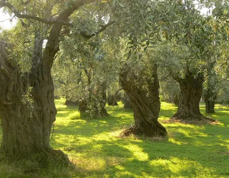 Alberi di olivo