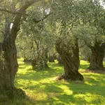 Alberi di olivo