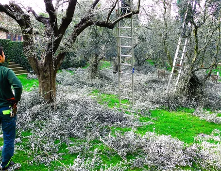 pianta dell'olivo