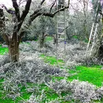 pianta dell'olivo