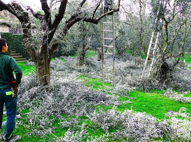 pianta dell'olivo