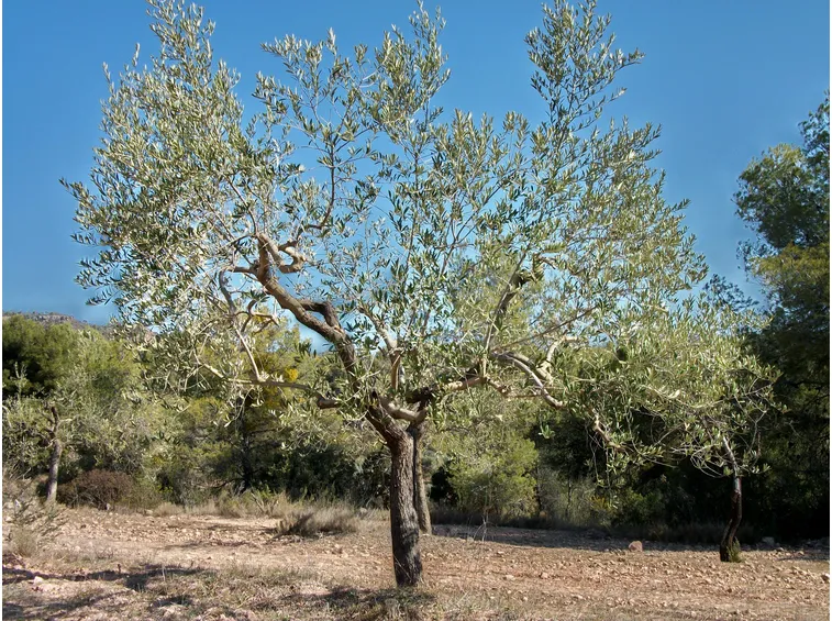 pianta ulivo pugliese