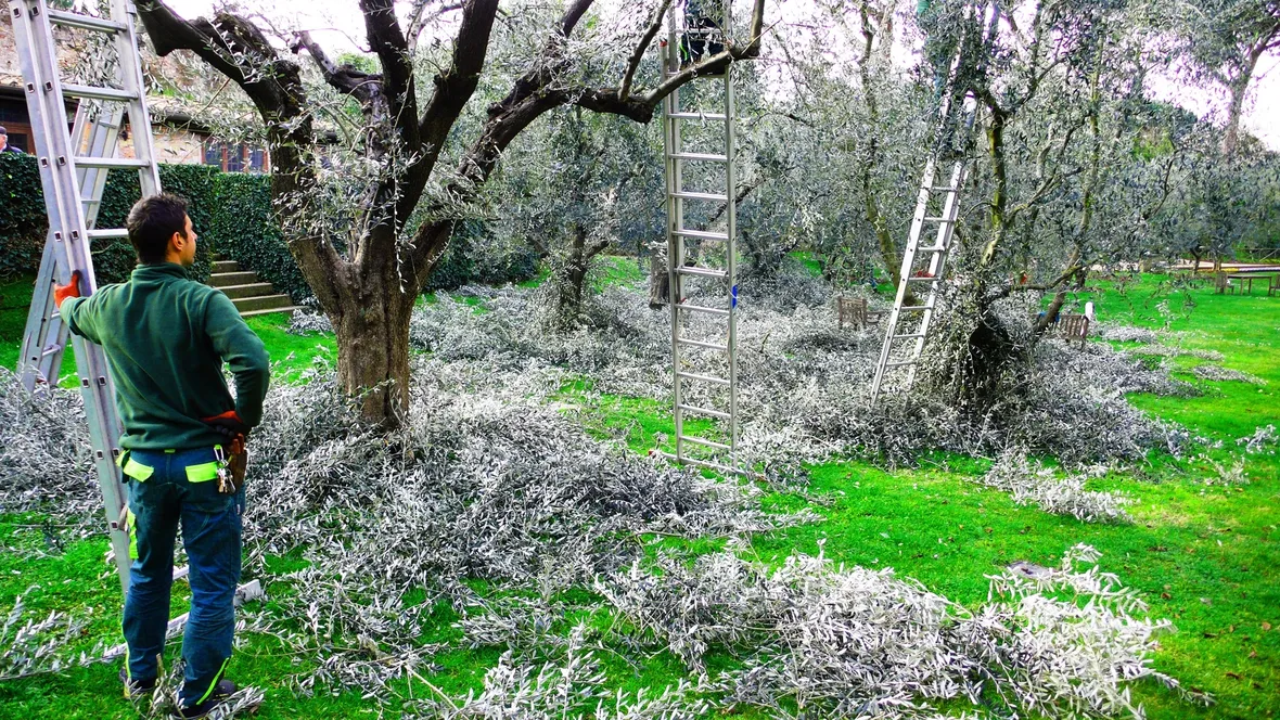 pianta dell'olivo