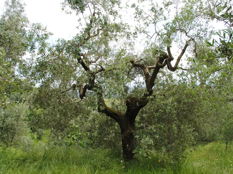 potareolivo2.