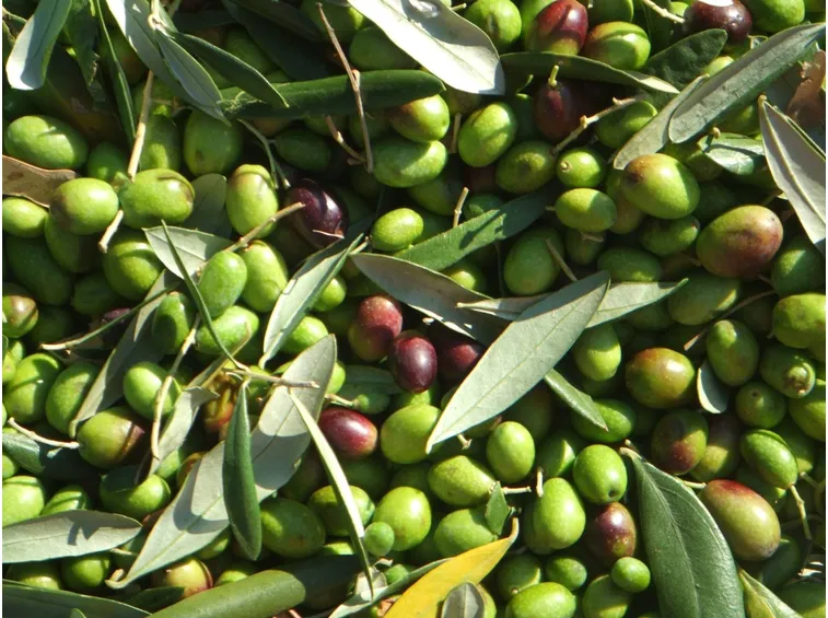 olive
