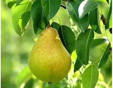 Potatura pero