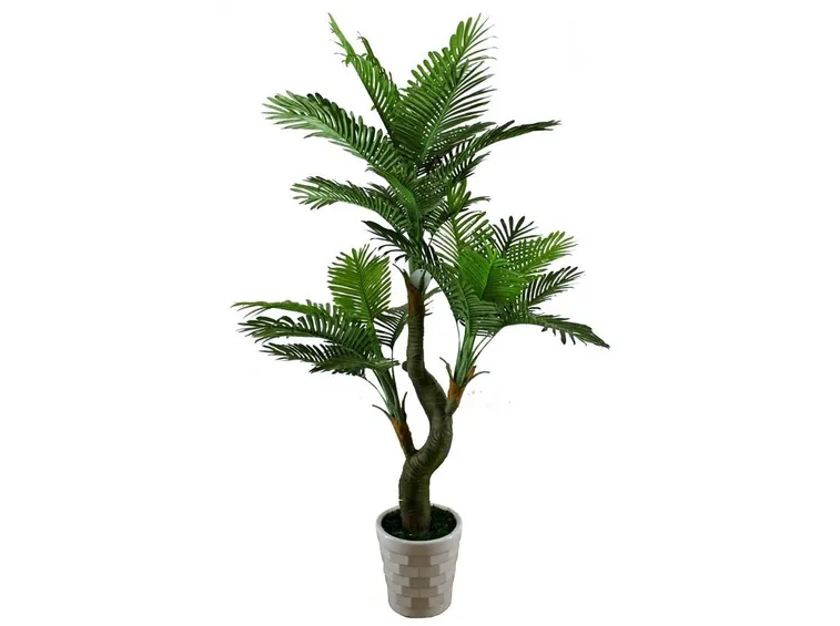 Pianta ornamentale