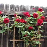 Potatura rose rampicanti