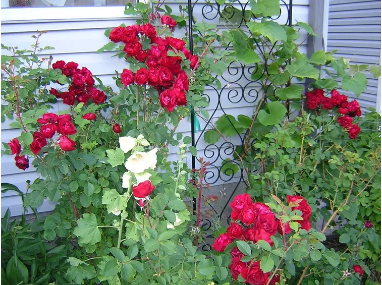 Potatura rose rampicanti