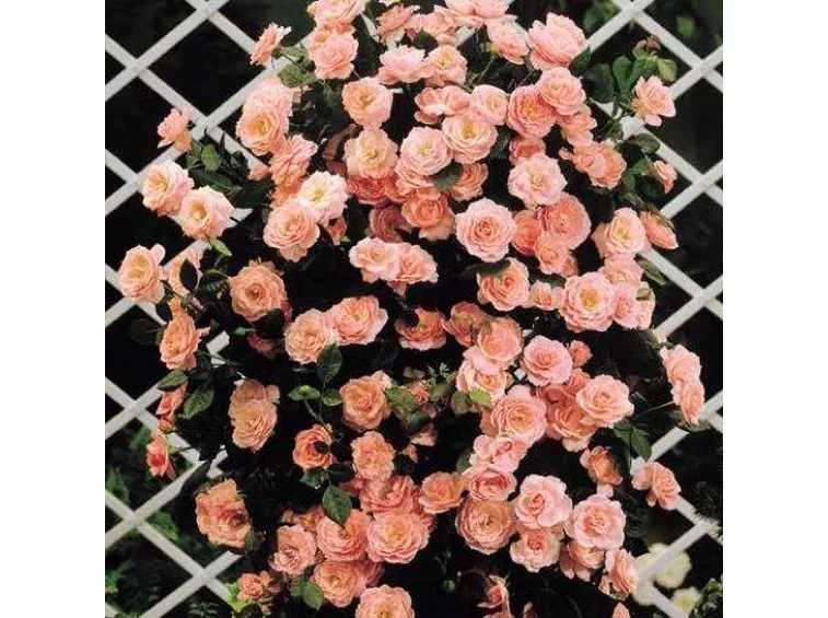 Potatura rose rampicanti