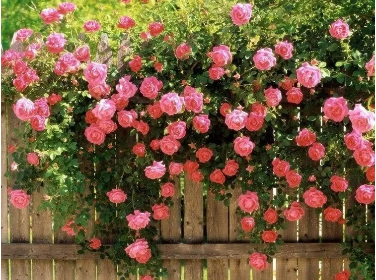 Potatura rose rampicanti