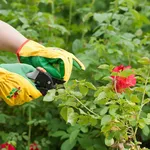 Potatura rose estiva