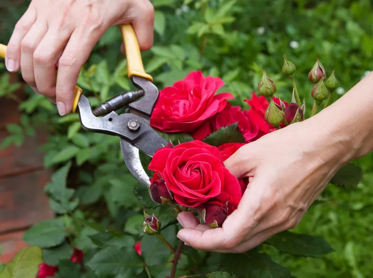 Coltivazione rose