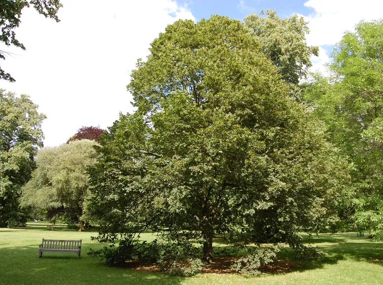 Tiglio (Tilia Platyphyllos)