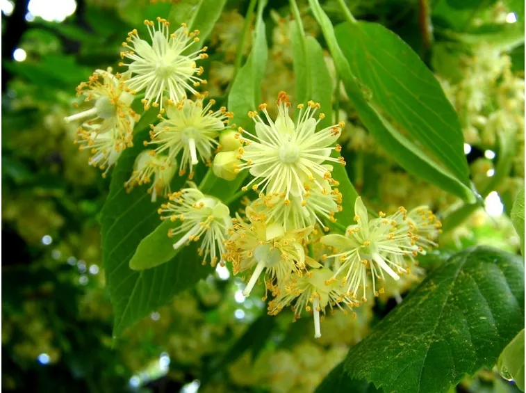 Fiore del tiglio