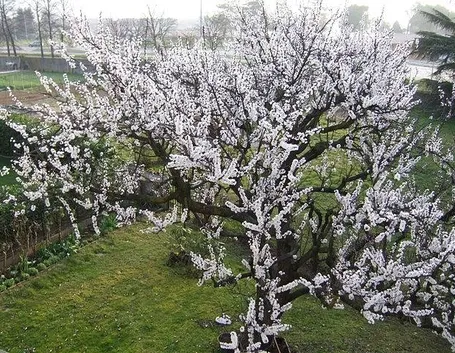 Albicocco in fiore
