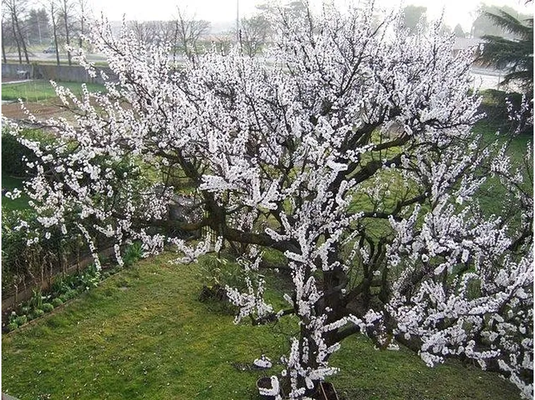 Albicocco in fiore