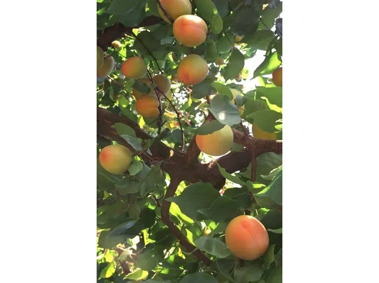 Ramo di albicocco con i frutti maturi