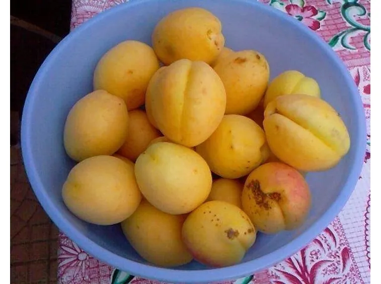 Albicocche mature